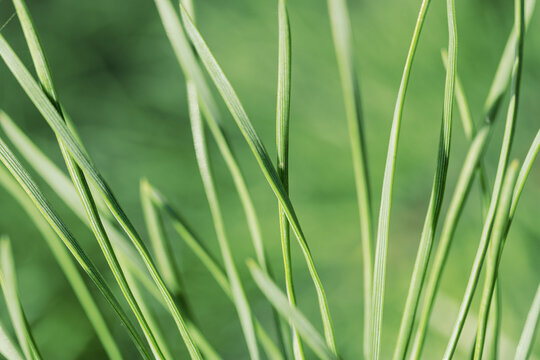 Abstract nature macro texture photography, aesthetic botanical view of pine green needles. Shallow depth of field and soft blur background, natural fir detail texture, organic beauty conifer plant.