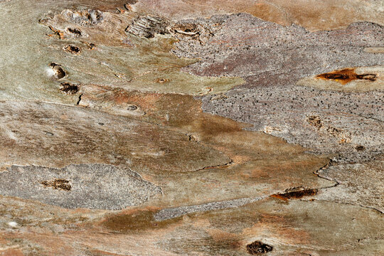 Close up of sycamore tree bark texture background showcasing natural wood patterns and Detailed rough grainy wooden surface, macro trend photo for eco-friendly projects and nature-themed designs