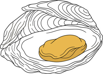 Open fresh raw oyster shell with meat line art drawing vector graphic for gourmet seafood restaurant menu design © MstHusna
