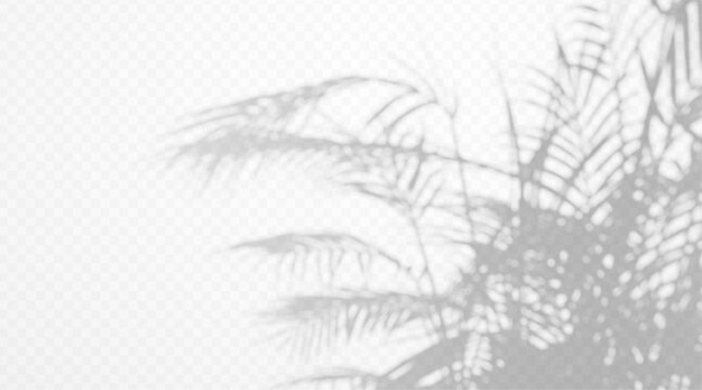 Soft palm leaf shadow overlay on transparent background with natural sunlight gobo reflection and botanical foliage shade