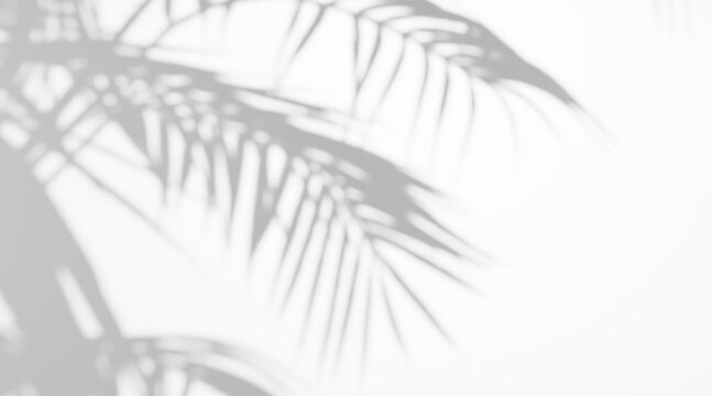 Realistic tropical palm leaf shadow overlay on white background with soft gobo effect. Exotic foliage branch silhouette with diffused light