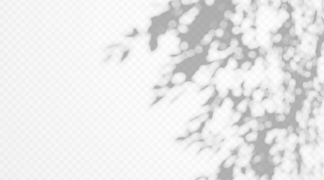 Abstract tree leaf shadow overlay on transparent background. Soft blurred foliage silhouette with natural sunlight effect and botanical gobo light texture.