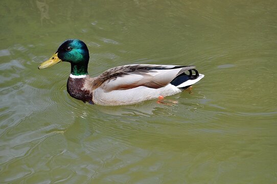 Stockente im leipziger Zoo