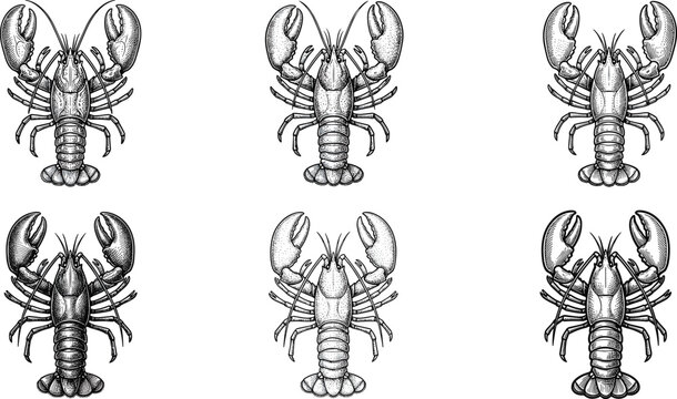 Vintage hand drawn lobster vector set featuring black and white engraving line art sketches isolated on a plain white background.