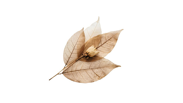 Delicate dried skeleton leaves and a tiny withered flower bud arranged in a graceful composition to create a natural botanical aesthetic display on transparent background