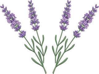 Obraz premium Beautiful hand drawn purple lavender flowers illustration for floral design elements