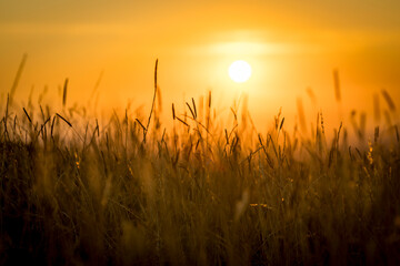 Fototapeta premium Warm glow of long grass and wheat stems at sundown 