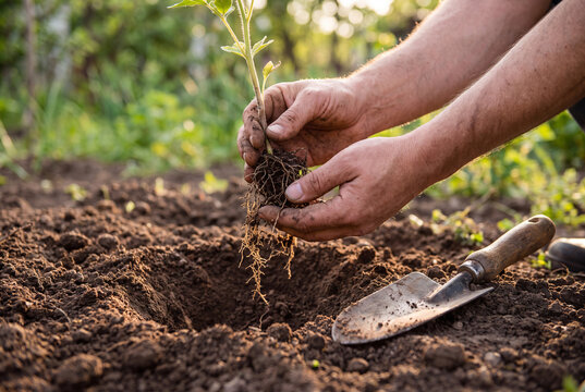 Close-up of two hands holding small sapling with exposed roots ready for planting in dark garden soil