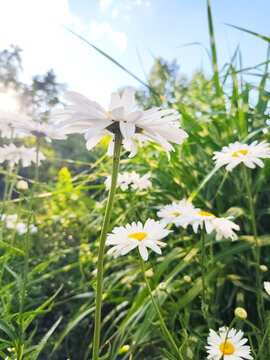 White daisy flowers blooming in green grass under bright sunlight, low angle close up of chamomile blossoms in a summer meadow.
