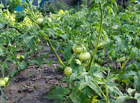 Green unripe tomatoes growing on the vine in a vegetable garden. Healthy tomato plant with developing fruits in natural daylight. Home gardening, agriculture and organic farming concept.
