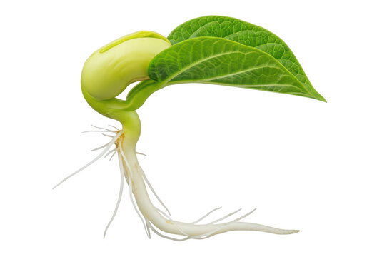 Small green bean sprout with roots growing