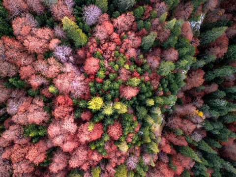 Aerial view of the vibrant autumn foliage in Sutjeska National Park with a dense mix of deciduous and coniferous trees in Tjentiste, Republika Srpska, Bosnia and Herzegovina.