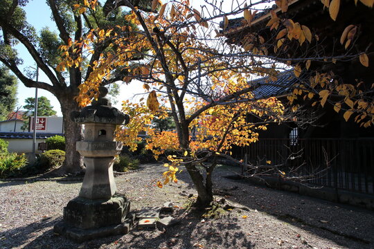 寺の境内の紅葉した桜