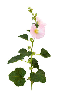 Pink Mallow flowers and green leaves isolated on white or transparent background