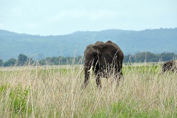 Mikumi Nationalpark © Jutta Adam