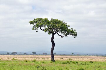 Mikumi Nationalpark © Jutta Adam