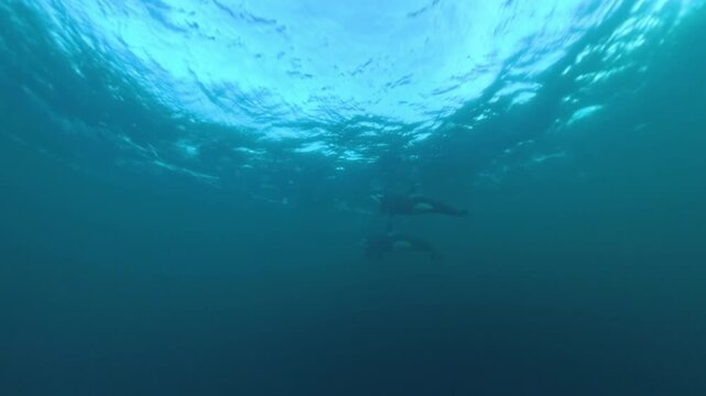 Two orcas swimming underwater near the surface during the annual herring run in northern Norway.
