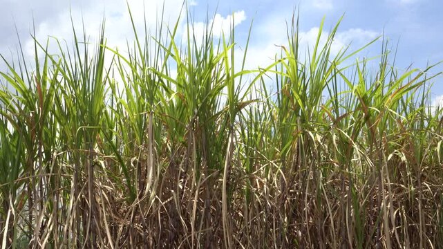Green sugarcane plant leaves blowing gently in the wind under a sunny blue sky with clouds in a agricultural farm field, perfect for nature, farming, biofuel, sugar industry, and environment concept b