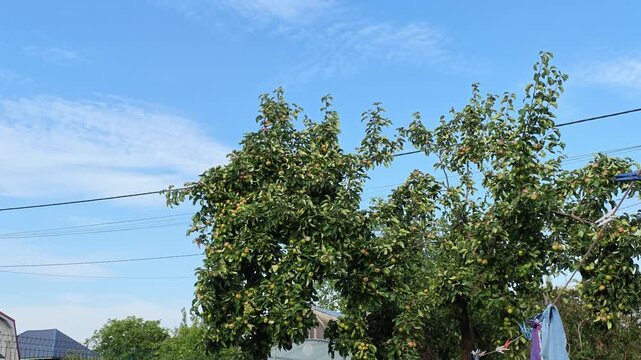 Green apples hanging among dense orchard foliage against bright blue sky, viewed upward from below with fresh natural light, layered leaves, seasonal harvest color, and calm farm setting