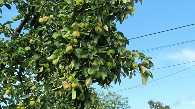 Green apples hanging among dense orchard foliage against bright blue sky, viewed upward from below with fresh natural light, layered leaves, seasonal harvest color, and calm farm setting