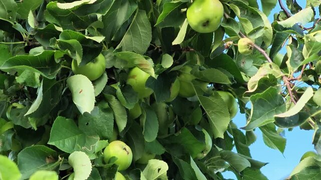 Green apples hanging among dense orchard foliage against bright blue sky, viewed upward from below with fresh natural light, layered leaves, seasonal harvest color, and calm farm setting