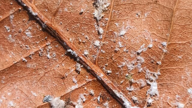 Close up of white mealybugs pest infestation on a dry brown leaf texture, agricultural and plant disease concept.