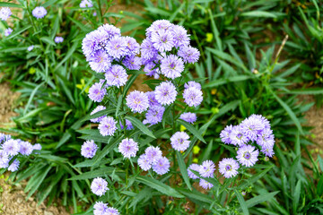 Obraz premium Bush of blooming purple aster flowers with soft lavender petals and green leaves in an outdoor garden.