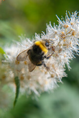 bumblebee collects nectar on a flower   © Natasha