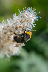 bumblebee collects nectar on a flower   © Natasha