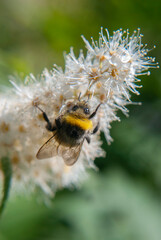 bumblebee collects nectar on a flower   © Natasha