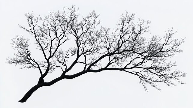 Silhouetted bare tree branches