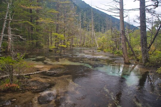 上高地の湿原を流れる透明な湧水と立ち枯れ木