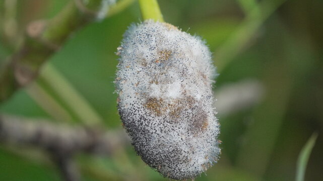 Macro Shot of White and Black Mold Growth on Rotting Fruit in a Natural Outdoor Environment