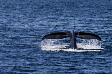 Humpback whale in the waters of Prince William Sound, Alaska © Stefano