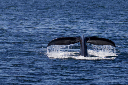 Humpback whale in the waters of Prince William Sound, Alaska