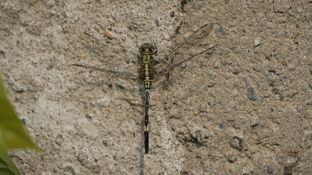 Detailed Top View of a Green and Black Dragonfly Perched on a Rough Grey Concrete Wall Texture