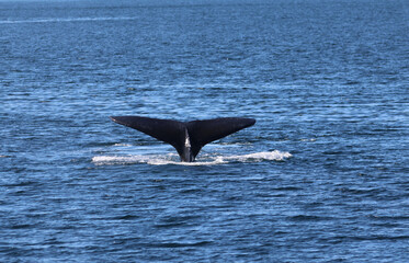 Naklejka premium Humpback whale in the waters of Prince William Sound, Alaska