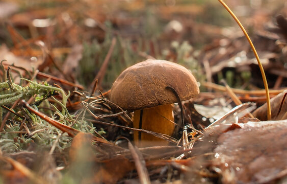 Close-up of bay bolete growing in the forest floor among fallen leaves, needles and moss