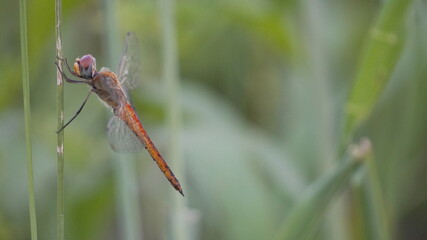 Vibrant Red Dragonfly Perched on a Vertical Green Stem with Soft Bokeh Nature Background Macro Shot © Silmiart