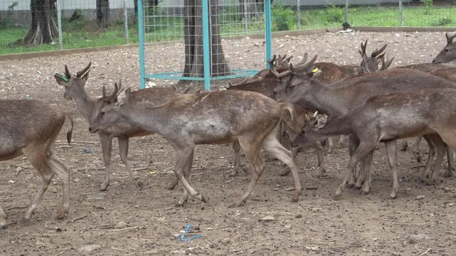 A large herd of brown deer with growing antlers walking together across dry ground in an outdoor sanctuary enclosure on a sunny day, showcasing natural animal behavior, group dynamics, and nature.