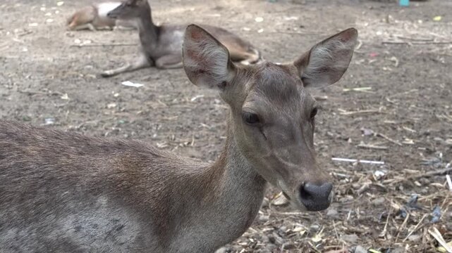 A large herd of brown deer with growing antlers walking together across dry ground in an outdoor sanctuary enclosure on a sunny day, showcasing natural animal behavior, group dynamics, and nature.