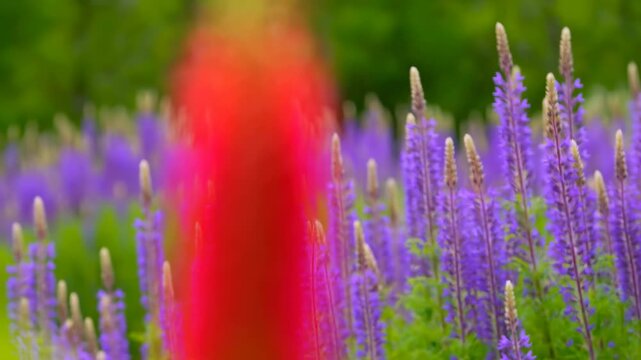 Blurred red flower spike in foreground with purple garden blooms, green foliage, vivid spring colors, soft bokeh, centered vertical composition, calm botanical mood