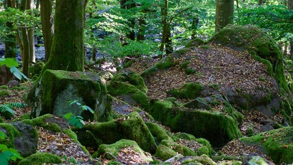 Fototapeta premium Basalt Felsen an einem Gebirgsbach im Vogelsberg, Deutschland. 