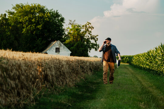 Middle aged male farmer walking between corn and rye fields while talking on his smartphone