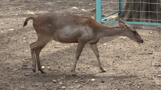 A large herd of brown deer with growing antlers walking together across dry ground in an outdoor sanctuary enclosure on a sunny day, showcasing natural animal behavior, group dynamics, and nature.