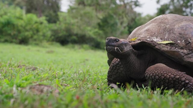 A giant tortoise feeds on the land of The Galapagos (4K).