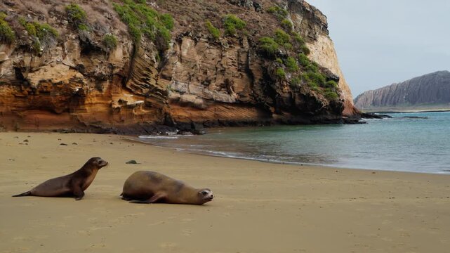 A family of sea lions waddles toward the water (Gal&aacute;pagos Islands - 4K).