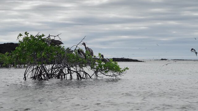 Pelicans perch in a parallax shot as Blue Footed Boobies swarm and dive into the sea (The Galapagos - 4K).