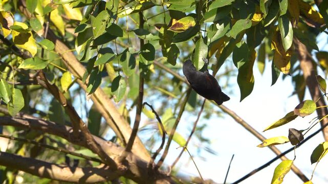 Close-up of a Variable Oriole (Icterus pyrrhopterus) hanging beneath tree leaves before flying away. Recorded in natural habitat with authentic ambient nature sound.