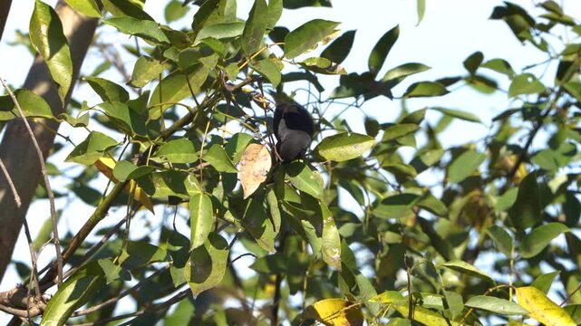 Close-up of a Variable Oriole (Icterus pyrrhopterus) feeding on fruit while perched among tree leaves. Natural wildlife behavior recorded in its native habitat with authentic ambient sound.